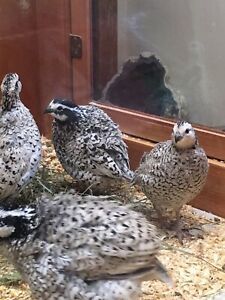 12 snowflake hatching eggs quail