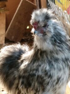 Silkie eggs 3 Splash, 4 Black, 5 white   Ship on Monday  Tues 10th or Wedn 11th