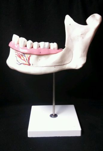 3B Scientific - D25 Giant Half Lower Jaw Teeth Anatomical Model, 6 part (D 25)
