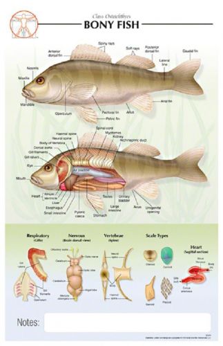 11 x 17 post-it  - bony fish poster - biological chart for sale