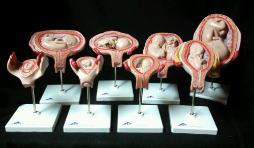 3B Scientific - L10 Pregnancy Series, Fetus Set Anatomical Baby Models (L 10)