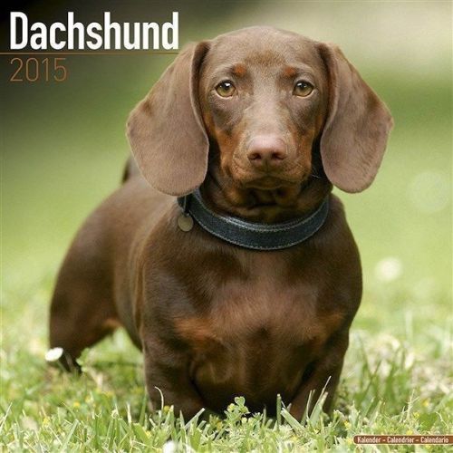 New 2015 dachshund wall calendar  by avonside- free priority shipping! for sale