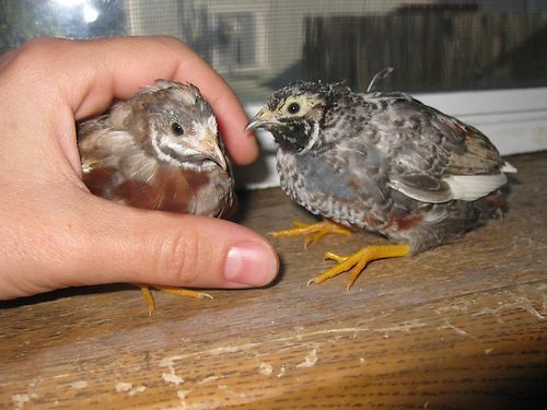 40+ BUTTON QUAIL HATCHING EGGS - VARIETY OF COLORS