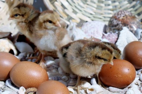 6+ Welsummer Fertile Hatching Eggs