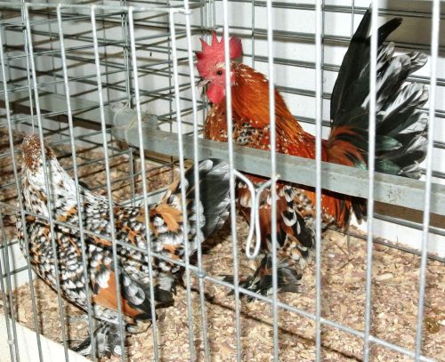 8 Millie Fleur D&#039;Uccles BANTAM hatching eggs SUPER SHOW QUALITY BIRDS