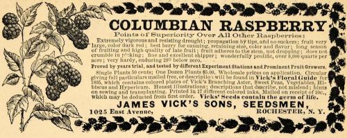 1895 ad columbian raspberry james vicks sons seedsmen - original mun1 for sale