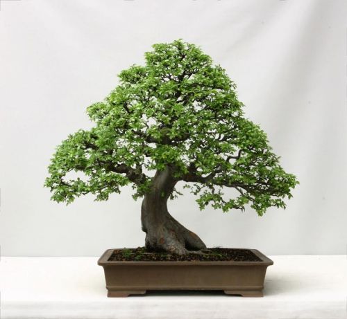 FRESH Rare Chinese Elm Bonsai ( Ulmus parvifolia ) (10 seeds) Fantastic, WOW!!!