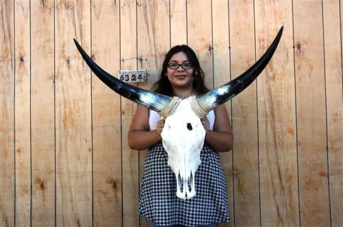 Steer skull and 3&#039; 1&#034; long horns cow longhorns h6324 for sale