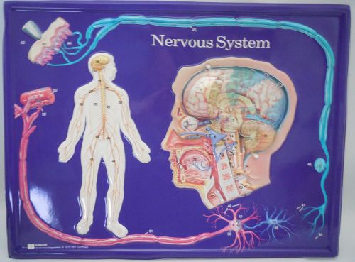 Hubbard Scientific 2674 Nervous System Model