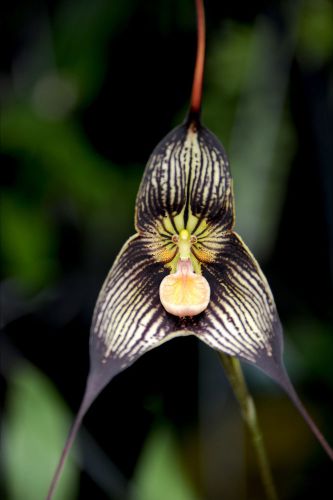 Fresh Premium Dracula &#034;vampira&#034; (Monkey Faced Orchid)-(10+ Seeds) WOW, L@@K!!!!!