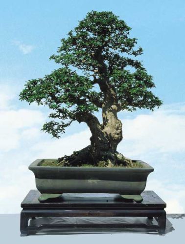 Fresh Ulmus &#034;Parvifolia&#034; (Chinese Elm)-(10 Seeds) Bonsai, WOW, L@@K!!!