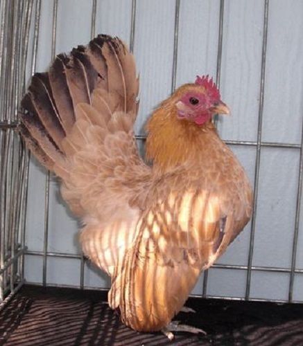 12+ Serama Bantam Hatching Eggs, Smallest Chicken Worldwide! Chicken House Pet