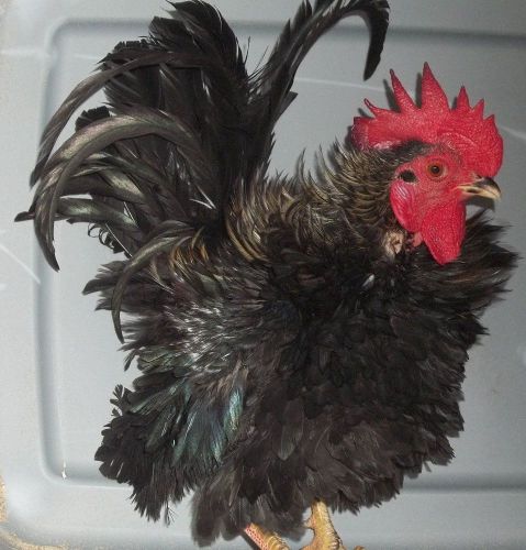LOOK AT THESE !!!!!!!  9 + Serama Hatching Eggs SHOW STOCK NPIP tested