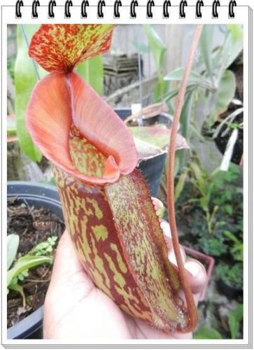 SALE!! Real Nepenthes rokko exotica x northiana (10+ seeds)Carnivorous