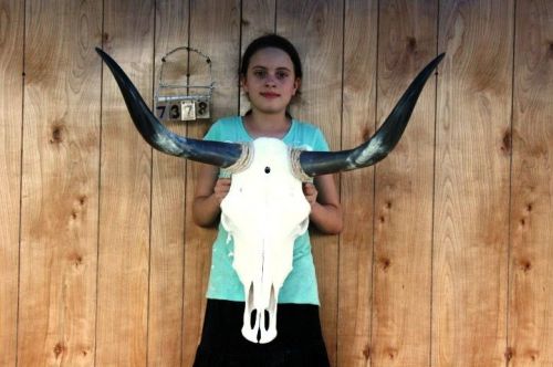 STEER SKULL AND 2&#039; 9&#034; LONG HORNS COW LONGHORNS H7378