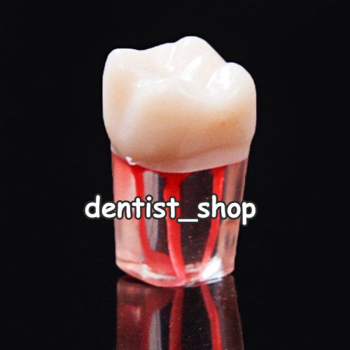 Dental Endo Root Canal Tooth for Practice Upper Right First Molar Tooth 1.6