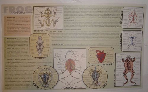 Ward&#039;s Frog Anatomy Dissection Placemats Wet Lab Homeschooling Science Lot of 3