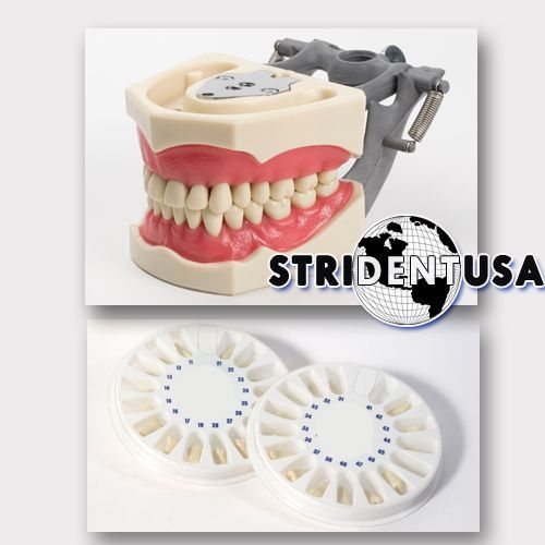 DENTAL TYPODONT  OM 860 TEACHING MODEL W/ 5 EXTRA SET OF TEETH