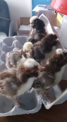 6 + Tolbunt Polish hatching / hatchable eggs/ NPIP tested yearly Healthy flocks!