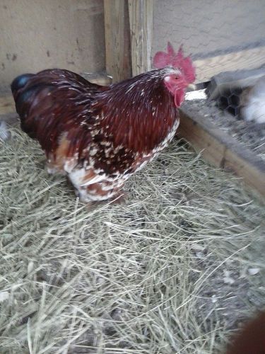 9+ cochin bantam hatching eggs assorted colors