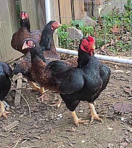 12+ Dark Cornish Bantam Fertile Hatching Eggs.....Npip