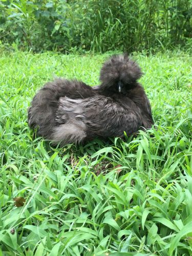 12 hatching silkie eggs