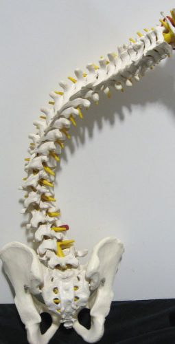 3B Scientific Flexible Spine Model