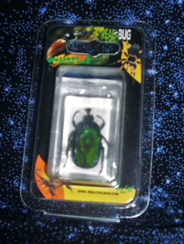 &#034;Real Bug&#034; &gt; Green Chafer Beetle &gt; Paperweight PW112 &gt; Kids love &#039;em!! &gt; NEW