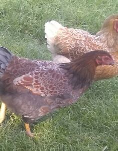 13 PUREBRED BlUE RED LACED  WYANDOTTE FERTILE  EGGS  (Free Shipping)LOWER PRICE