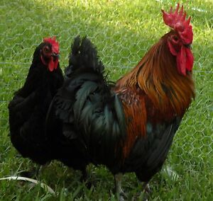 10+ Black Copper Marans Hatching Eggs