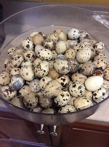 100+ fertile coturnix quail eggs.  Mixed Colors. NPIP Certified/AI Clean.