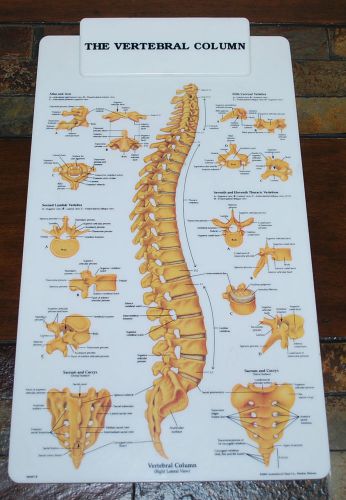 2002 Anatomical Chart Co. Plastic Clipboard 16&#034;x9&#034; Vertebral Column Nurse Doctor