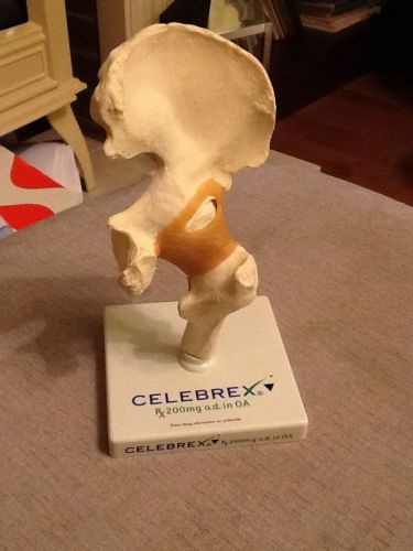 Anatomical Model &#034; FLEXIBLE LIGAMENT HIP JOINT &#034; Celebrex