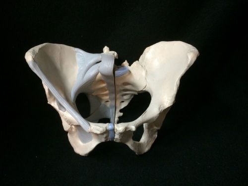 3B Scientific - H20/2 Female Pelvis with Ligaments Anatomical Model (H 20/2)