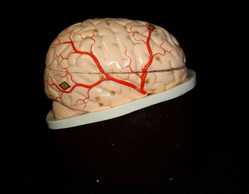 Vintage Clay Adams - Human Brain Anatomical Teaching Model on Base - 7 parts