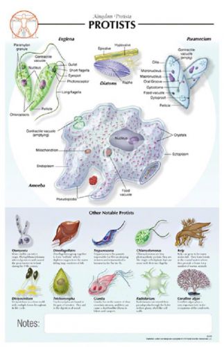 11 x 17 Post-It  -Single Celled  Protists Poster - Biological Chart