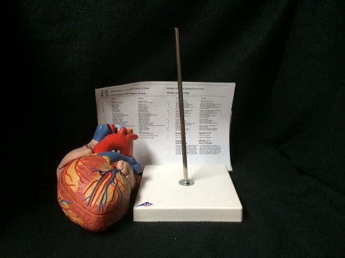 3b scientific - g13 heart, esophagus &amp; trachea 2 times life size, 5 part (g 13) for sale
