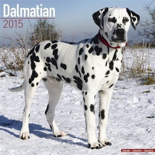 New 2015 dalmatian wall calendar by avonside- free priority shipping! for sale