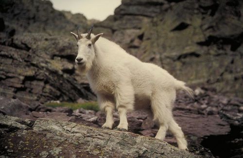 COREL STOCK PHOTO CD Sheep &amp; Goats Series 168000