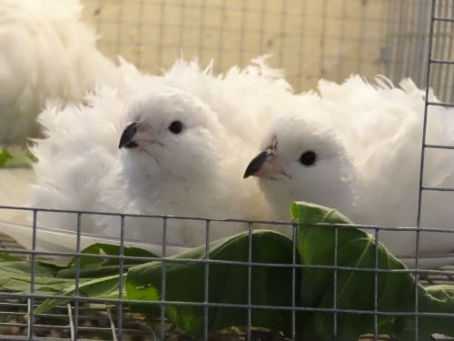 45+ Assorted BOBWHITE QUAIL HATCHING EGG Snowflake,White,Mexican,TennesseeRed&amp;GG