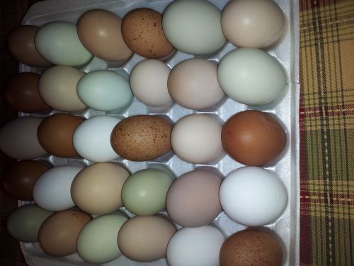 24 Fertile Barnyard Layer Chicken Eggs