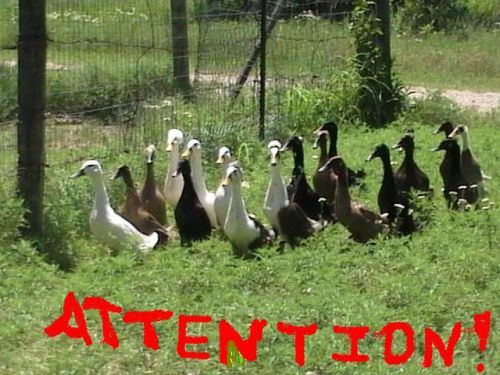 11+ indian runner duck hatching eggs! for sale