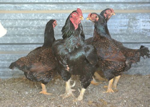 6 DARK CORNISH STANDARD hatching eggs SUPER SHOW QUALITY BIRDS