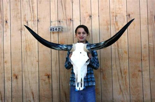 Steer skull long horns 3&#039; 10&#034; cow bull skulls horn h6345 for sale