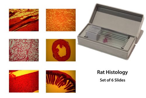 Microscopy Prepared Slides: Rat Histology - Set of 6