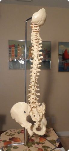 Life Size Flexible Chiropractic Human Spine Anatomical Model with Stand