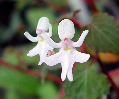 Fresh premium impatiens &#034;bequaetii&#034; (dancing girls)-(10+ seeds) wow, l@@k!!!!! for sale