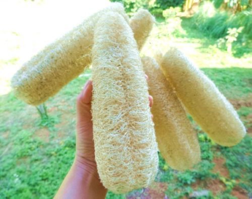 Fresh Luffa &#034;cylindrica&#034; (Bath Sponge)(5 Seeds) Health, L@@K!!!