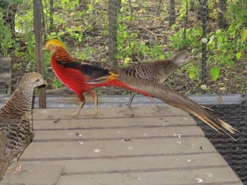 10 Red Golden Pheasant Hatching Eggs
