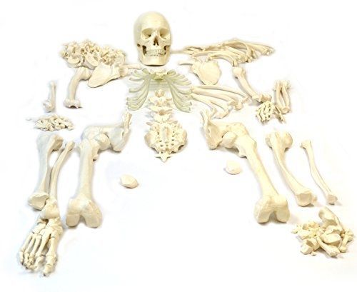 hBARSCI Disarticulated Human Skeleton, Full, Medical Quality, Life Sized (62&#034;